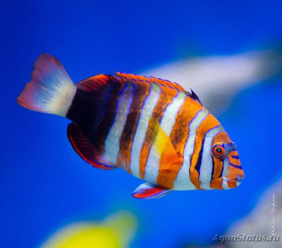 Губан Лиенарделла краснополосая (Choerodon fasciatus)