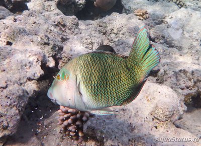 Губан чернопёрый толстогубый ( Hemigymnus melapterus )