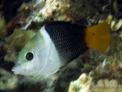 Губан чернопёрый толстогубый ( Hemigymnus melapterus )