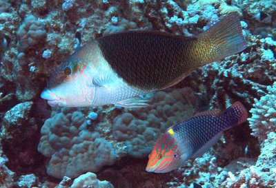 Губан чернопёрый толстогубый ( Hemigymnus melapterus )