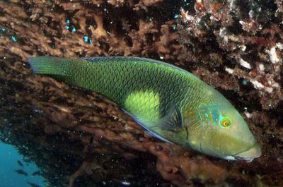 Губан чернопёрый толстогубый ( Hemigymnus melapterus )