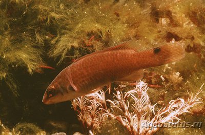 Губан гребенчатый , или Розовый губан ( Stenolabrus lupestris )