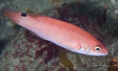 Губан гребенчатый , или Розовый губан ( Stenolabrus lupestris )