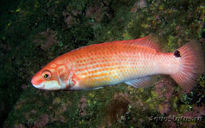 Губан гребенчатый , или Розовый губан ( Stenolabrus lupestris )