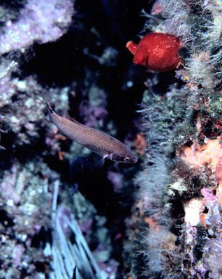 Губан гребенчатый , или Розовый губан ( Stenolabrus lupestris )