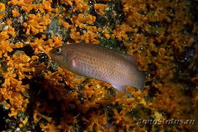 Губан гребенчатый , или Розовый губан ( Stenolabrus lupestris )