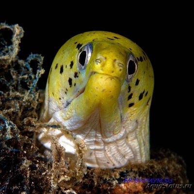 Гимноторакс бахромчатый (Gymnothorax fimbriatus)