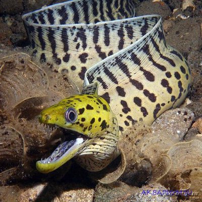 Гимноторакс бахромчатый (Gymnothorax fimbriatus)