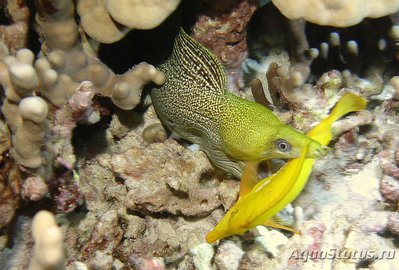 Гимноторакс волнистый (Gymnothorax undulatus)