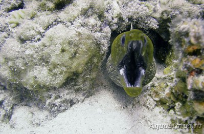 Гимноторакс волнистый (Gymnothorax undulatus)