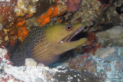 Гимноторакс волнистый (Gymnothorax undulatus)