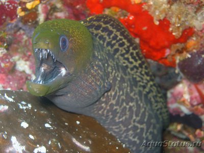 Гимноторакс волнистый (Gymnothorax undulatus)