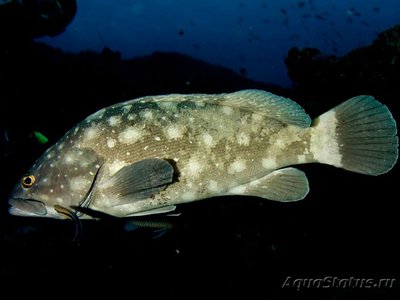 Групер белопятнистый (Epinephelus coeruleopunctatus)