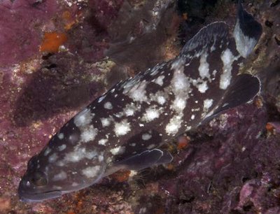 Групер белопятнистый (Epinephelus coeruleopunctatus)