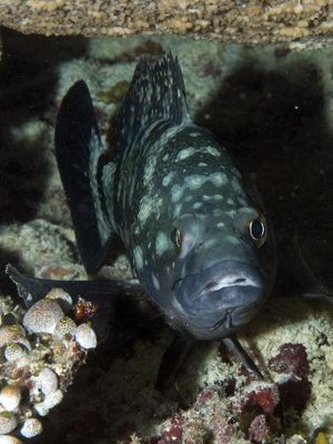 Групер белопятнистый (Epinephelus coeruleopunctatus)