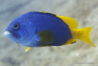 Групер желто-голубой (Epinephelus flavocaeruleus)