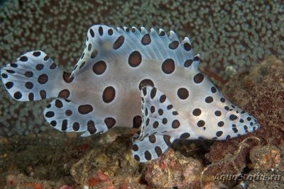 Групер леопардовый (Cromileptes altivelis)