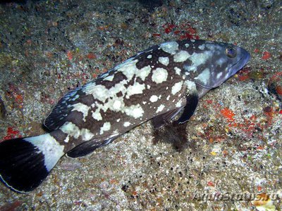 Групер сумана (Epinephelus summana)