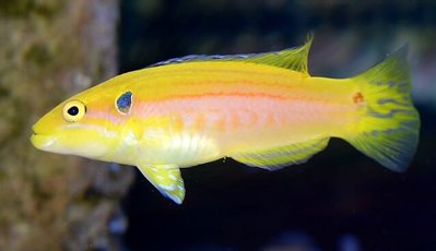 Губан бодиан двупятнистый (Bodianus bimaculatus)