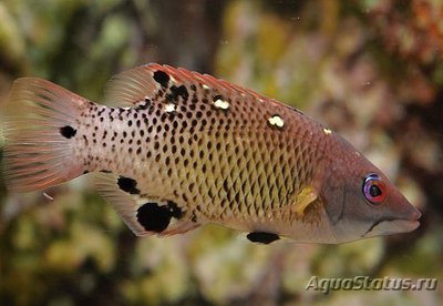 Губан Бодиан Дианы (Bodianus diana)