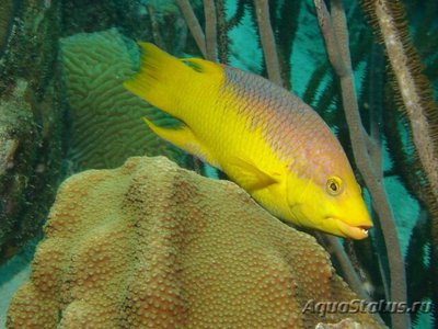 Губан Бодиан испанский (руфус) (Bodianus rufus)