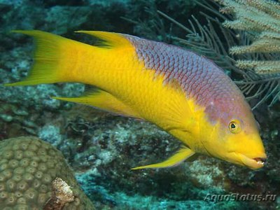 Губан Бодиан испанский (руфус) (Bodianus rufus)