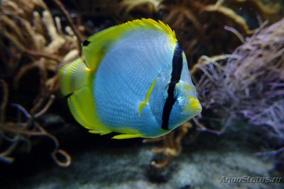 Бабочка глазчатая (Chaetodon ocellatus)