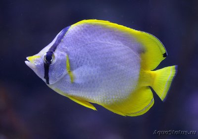 Бабочка глазчатая (Chaetodon ocellatus)