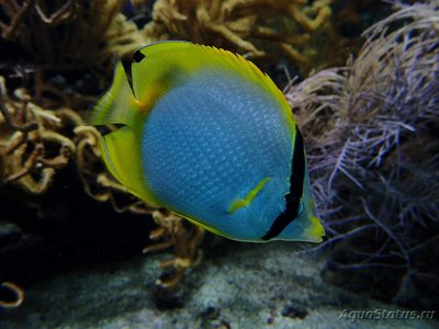 Бабочка глазчатая (Chaetodon ocellatus)