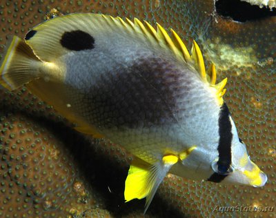 Бабочка глазчатая (Chaetodon ocellatus)