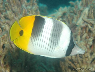 Бабочка двупятнистая (Chaetodon ulietensis)