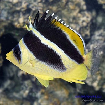 Бабочка индийская (Chaetodon mitratus)