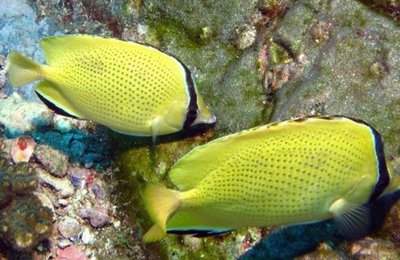 Бабочка лимонная (Chaetodon citrinellus)