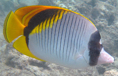 Бабочка молочная (линейная) (Chaetodon lineolatus)