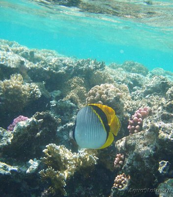 Бабочка молочная (линейная) (Chaetodon lineolatus)