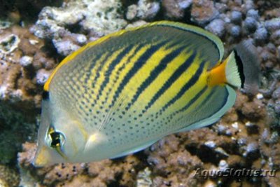 Бабочка пелевенсис (Chaetodon pelewensis)