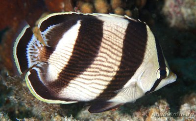 Бабочка Полосатая (Chaetodon striatus)