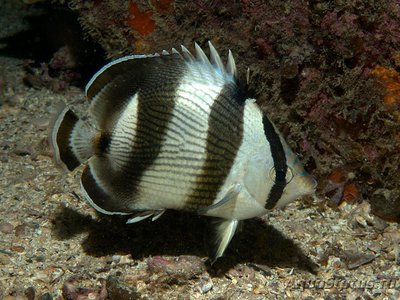 Бабочка Полосатая (Chaetodon striatus)