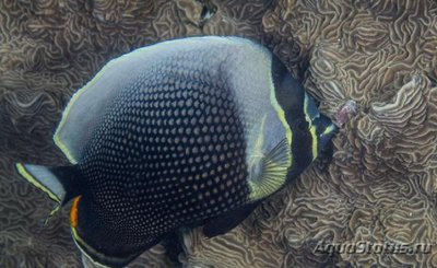 Бабочка сетчатая (ретикулятус) (Chaetodon reticulatus)