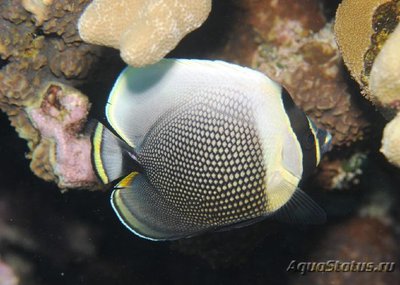 Фото Бабочка сетчатая ретикулятус Chaetodon reticulatus  (photo#119186)