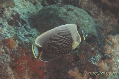 Бабочка сетчатая (ретикулятус) (Chaetodon reticulatus)