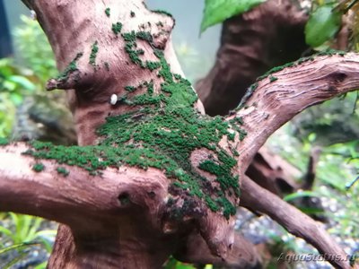 Определение водорослей в аквариуме