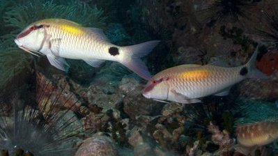 Барабуля индийская (Parupeneus indicus)