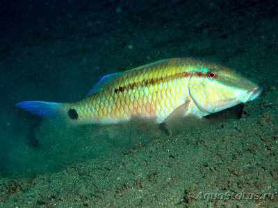 Фото Барабуля точка-тире Parupeneus barberinus  (photo#119286)