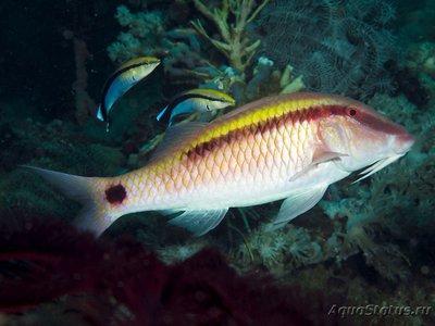 Фото Барабуля точка-тире Parupeneus barberinus  (photo#119287)