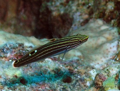 Бычок Гектора (Amblygobius hectori)