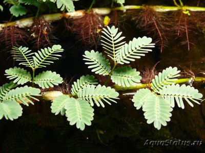 Фото Ложная мимоза, асхиномена Aeschynomene fluitans  (photo#119312)