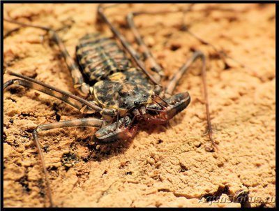 Фото Дамон Damon variegatus  (photo#119409)