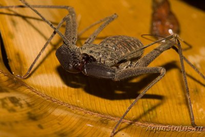 Фото Дамон Damon variegatus  (photo#119410)