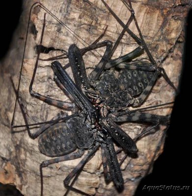 Фото Дамон Damon variegatus  (photo#119423)